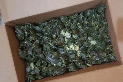 Tortugas incautadas.