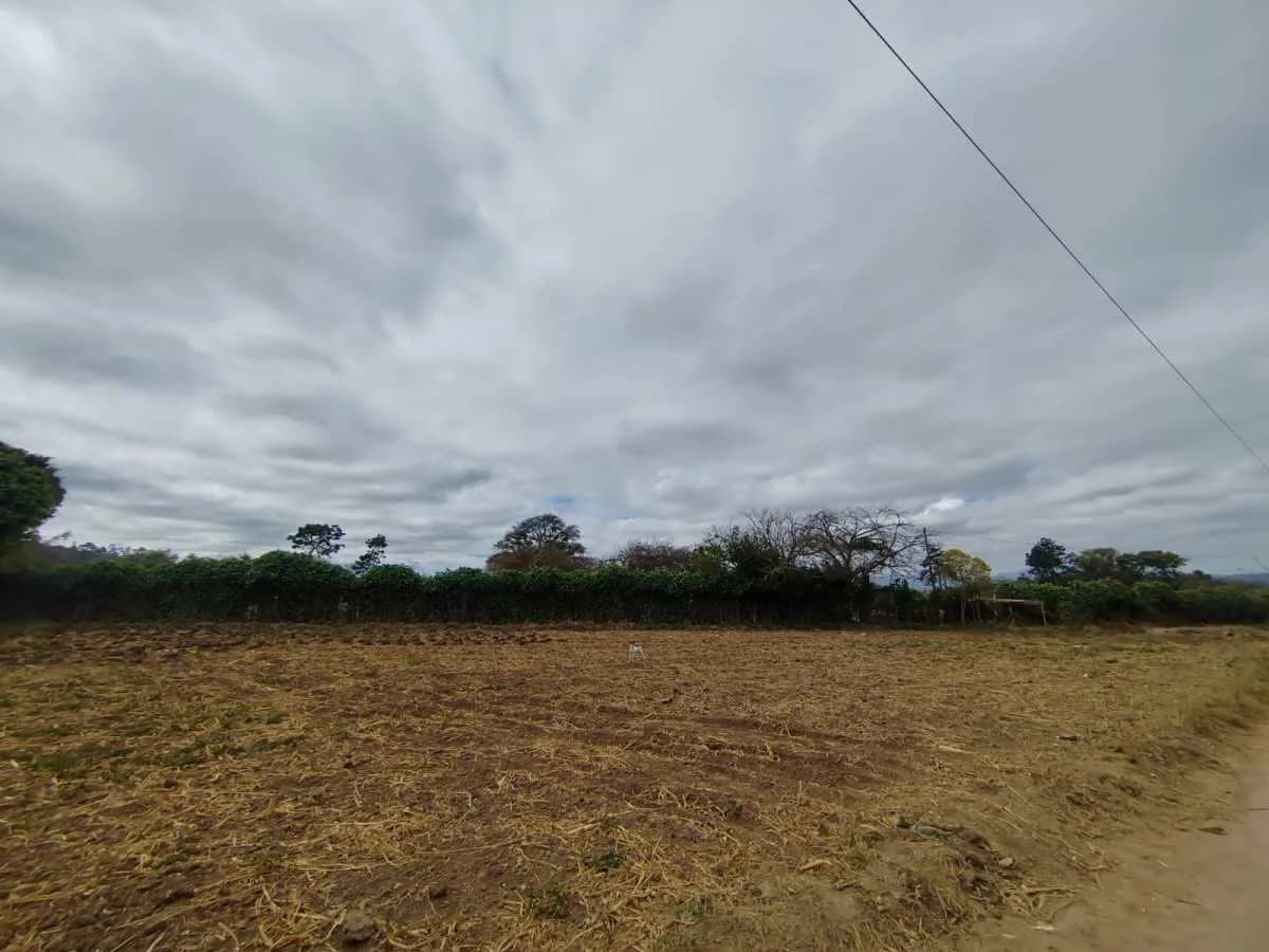 Cultivo dañado
