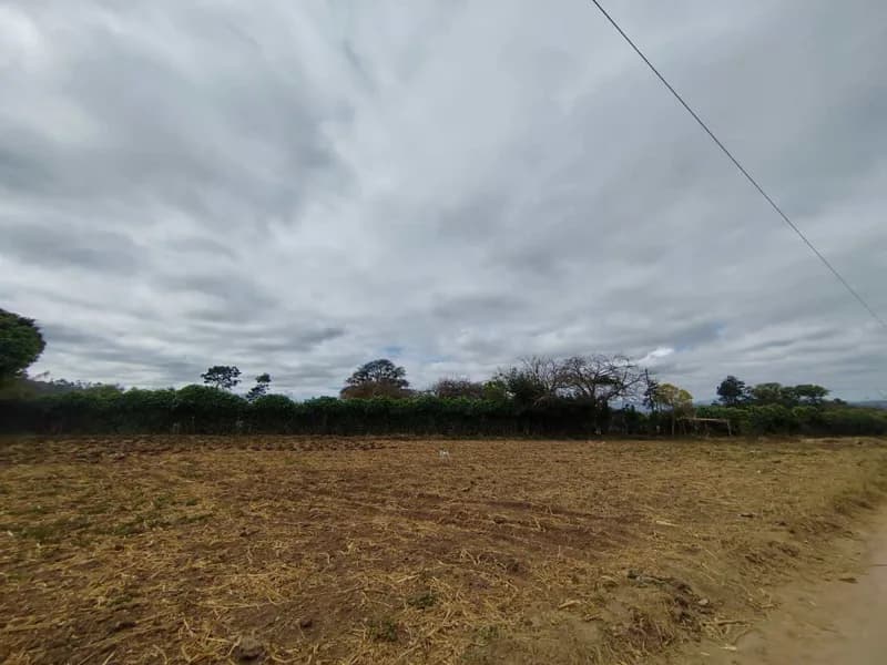 Cultivo dañado