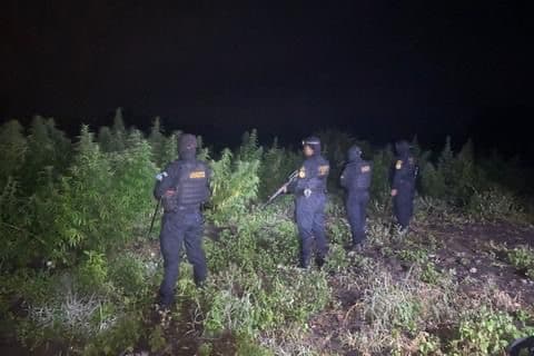 La PNC erradicando las matas de marihuana.
